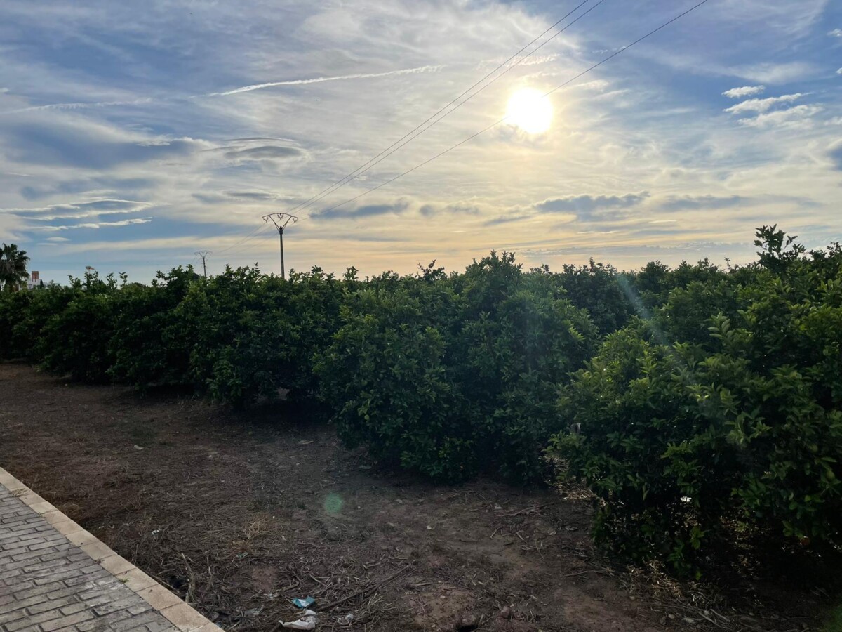 Moncada financiación agricultura